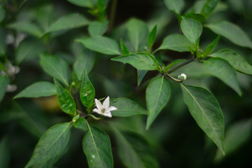 green leaves in the garden with white flower