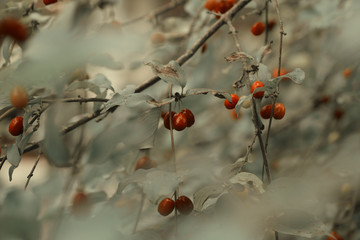 dogwood berry grows in the woods in nature