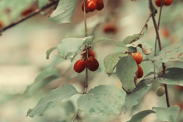 dogwood berry grows in the woods in nature