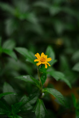 yellow flower in the garden