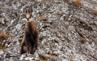 wild ghamois goat looking at camera. rock background in nature