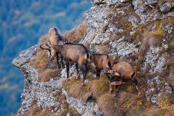 group of chamois goats in nature