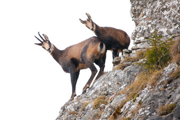 two wild chamois goat isolated on white background.