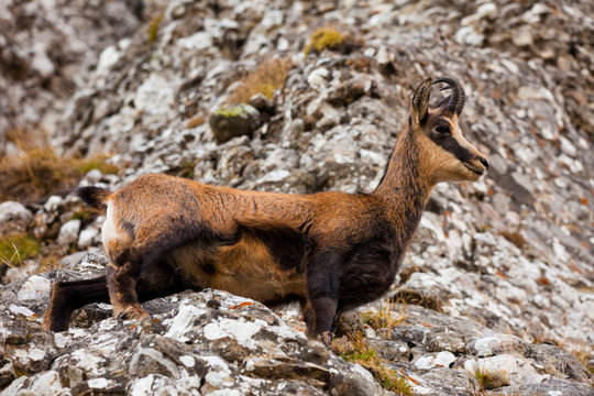 wild ghamois goat looking forward. rock background in nature