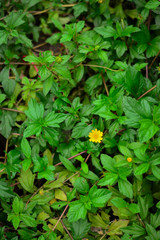 green leaves background with yellow flower