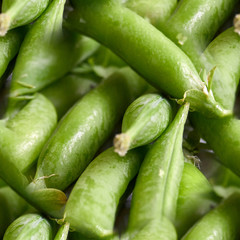 seamless pattern many of Green Pea Pods on factured surface