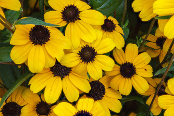 Black Eyed Susans