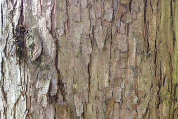 Shaggy Bark on a Tree