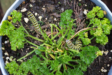Worms on Parsley