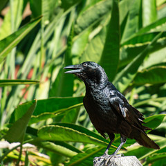 Australian Raven