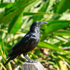 Australian Raven