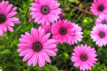 Pink Painted Daisies close up.