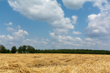 The cut grain dries in the field after harvest