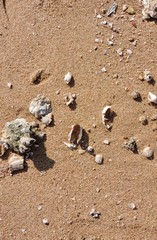 shells on the beach