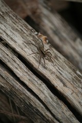 araignée
