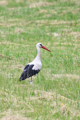 Stork adult walking on mown grass.