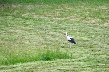 Obraz na płótnie Canvas Stork adult walking on mown grass.