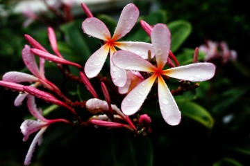 Tropical flowers, white and pink flowers are called plumeria and frangipani trees. Plumeria has water droplets that bloom on a blurred green leaf background.Soft-focus image