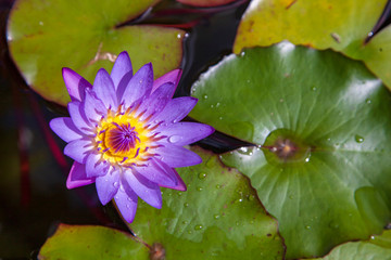 Beautiful blooming purple flower with water lilies in natural daylight - Powered by Adobe