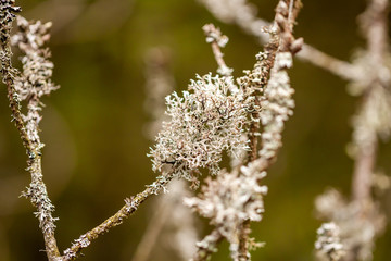 Close up of cladonia tenuis lichen. Location: Denmark