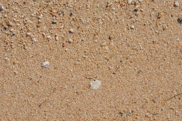shells on the beach
