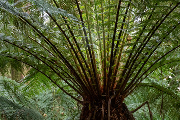 Tree Fern Canopy - Victorian Rainforest