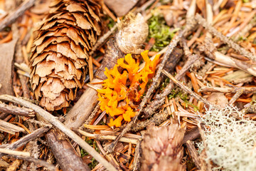 Orange lichens on on the summer forest soil