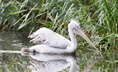 Dalmatian Pelican, Pelecanus crispus