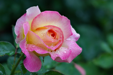 Pink Rose with Water Droplets