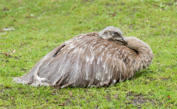 Emoe sleeping in the green grass