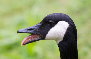 Head shot of a Canada Goose Branta canadensis