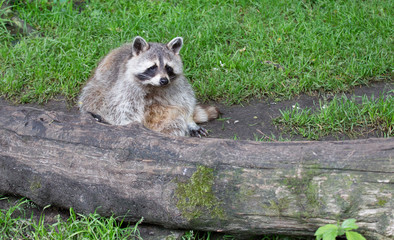 Racoon resting behind a big log