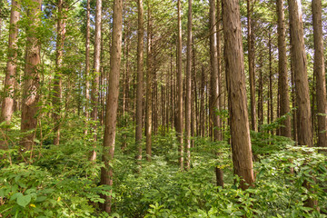 Fototapeta premium 仙台市内にある森林公園の杉林