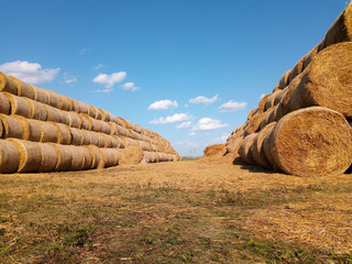 haystacks on a hot, sunny autumn day on the field