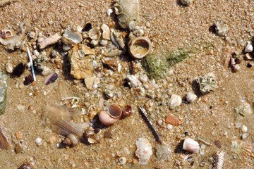 shells on the beach