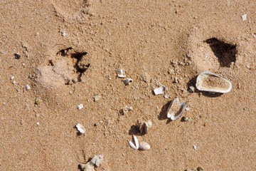 footprints in the sand