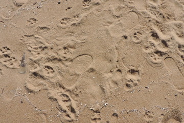 footprints in sand