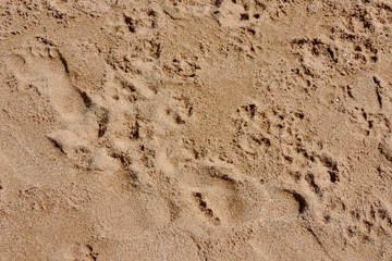 footprints in the sand