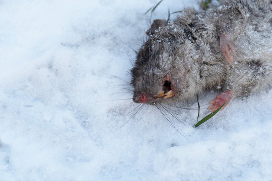 dead body of brown hair rat animal on winter white snow background