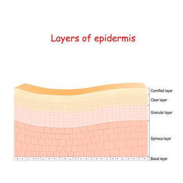 epidermis. Cell structure of layers