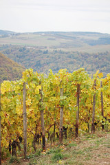 Fototapeta na wymiar Wine yard in the Rhine river in autumn season