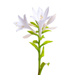 Flowers Hosta plantaginea isolated on white background
