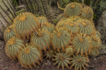 Golden ball tropical Cactus. Cactus Garden in the city Holon, Israel. The unique garden displays a...