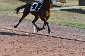 cheval de course au trot