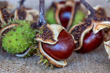  horse chestnut at a natural plant