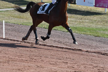 cheval de course au trot