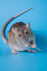 Rat celebrates birthday on a blue background