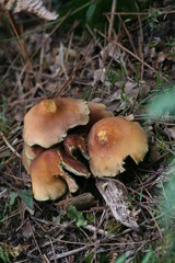 champignon