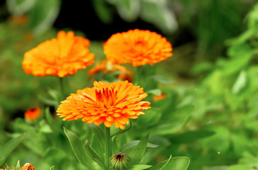 Orange flower