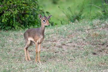 Dik Dik antelope in the Masai Mara national park